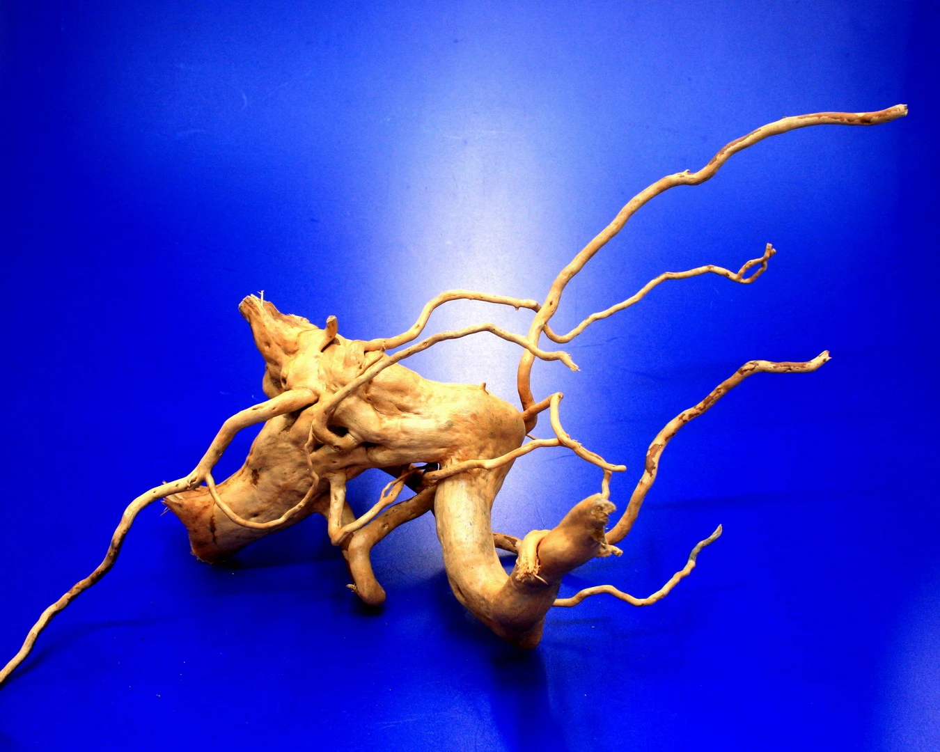 Moorwurzel/Moorkienholz, Gr. M Traumwurzel 30-40cm – Bild 2