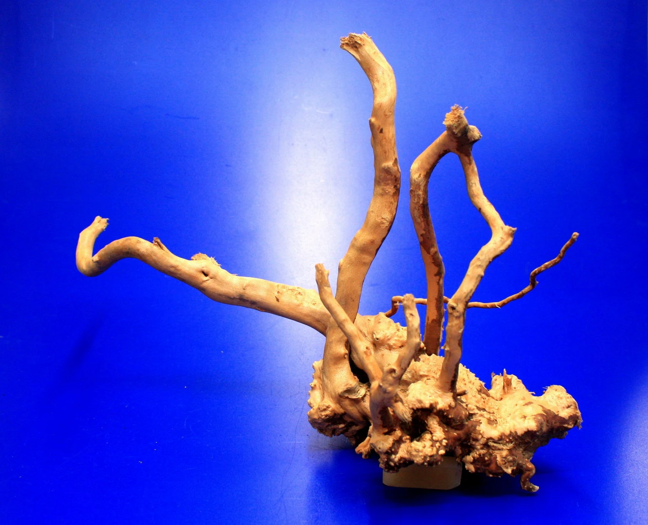 Moorwurzel/Moorkienholz, Gr. M Traumwurzel 30-40cm – Bild 3