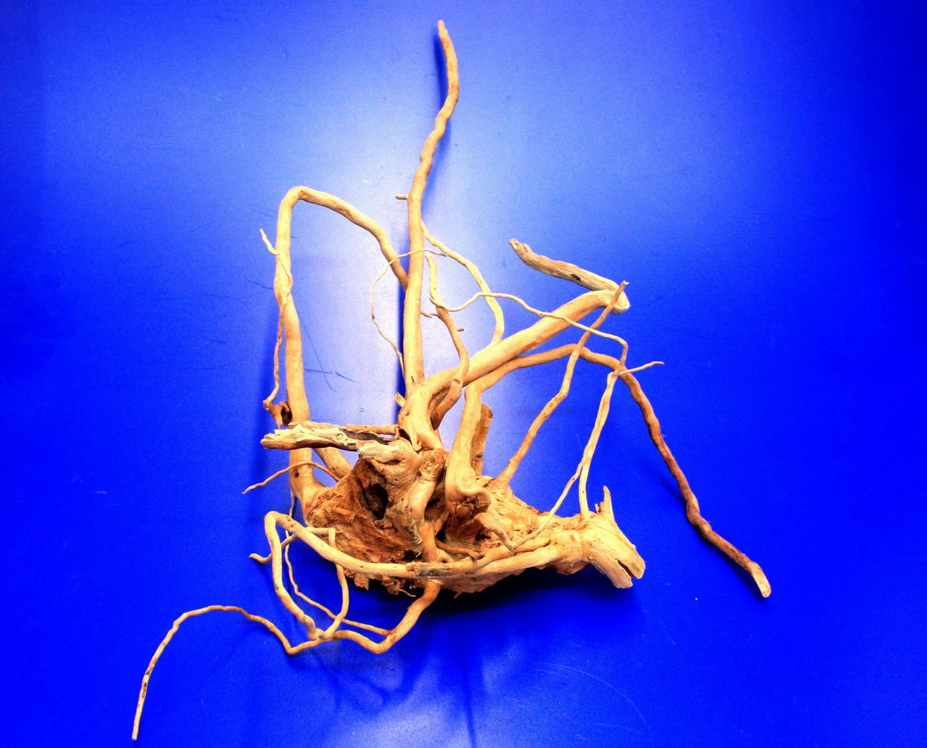 Moorwurzel/Moorkienholz, Gr. M Traumwurzel 30-40cm – Bild 4