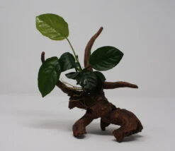 Breitblättriges Speerblatt-Driftwood / Treibholz Mit Anubias Barteri Var. Barteri