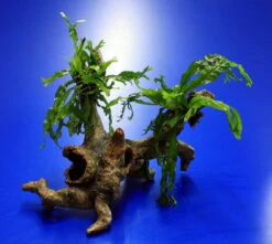 Windelov Javafarn-Urwaldbaum Mit Höhle/ Regenwaldbaum Mit Microsorum Windelov