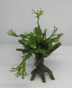 Windelov Javafarn-Bäumchen Mit Baumkrone / Urwaldbaum KLEIN Mit Micr. Windelov