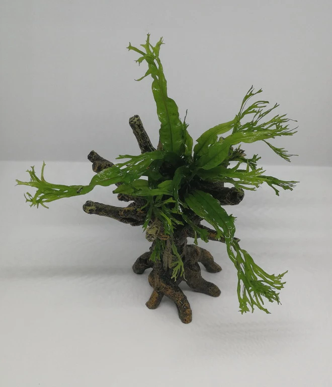 Windelov Javafarn-Bäumchen Mit Baumkrone / Urwaldbaum KLEIN Mit Micr. Windelov – Bild 2