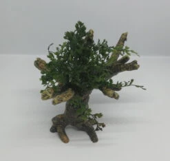 Mini Bolbitis-Bäumchen Mit Baumkrone / Urwaldbaum NANO Mit Bolbitis (heteroclita) Difformis