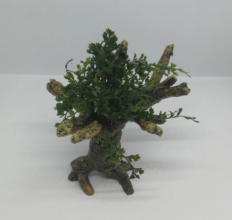 Mini Bolbitis-Bäumchen Mit Baumkrone / Urwaldbaum NANO Mit Bolbitis (heteroclita) Difformis