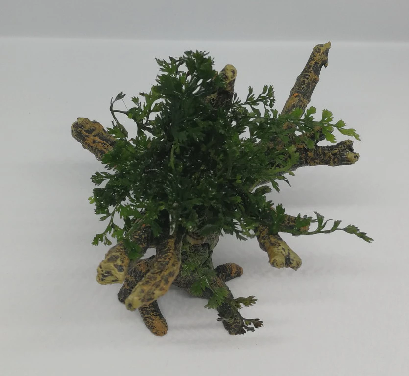 Mini Bolbitis-Bäumchen Mit Baumkrone / Urwaldbaum NANO Mit Bolbitis (heteroclita) Difformis – Bild 2