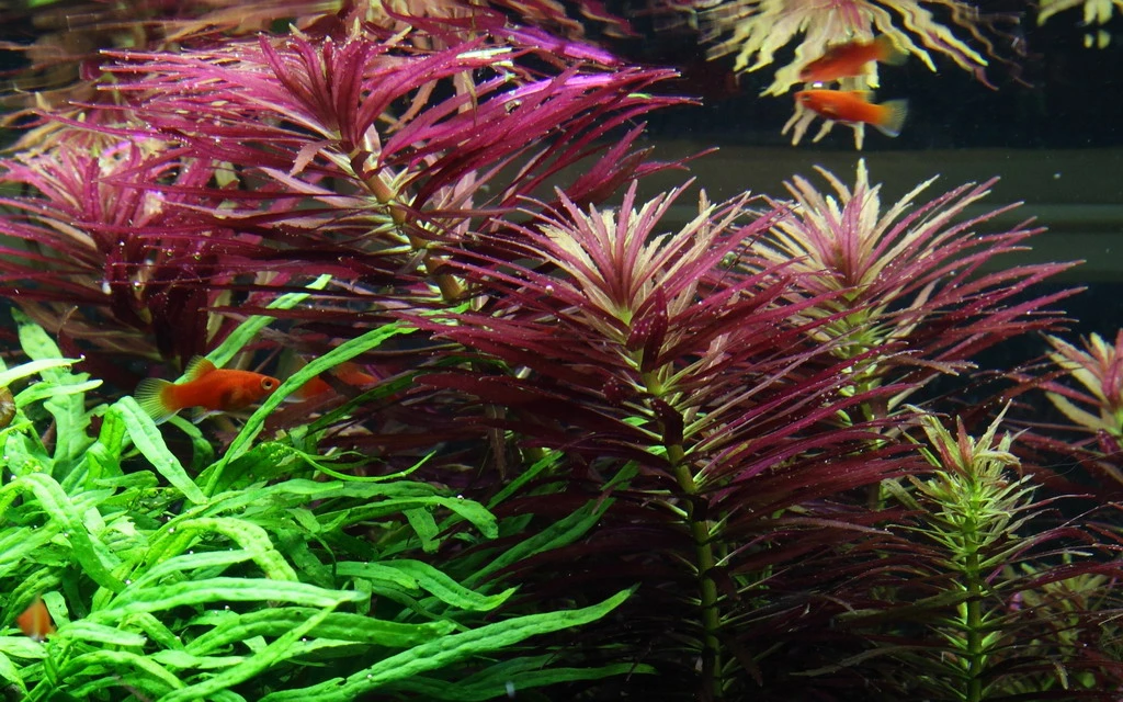 Tannenwedelähnlicher Sumpffreund / Limnophila Hippuridoides