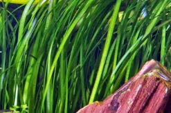 Marmorierte Wasserschraube / Vallisneria Spiralis 'Tiger' Im Topf