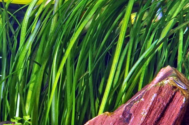 Marmorierte Wasserschraube / Vallisneria Spiralis 'Tiger' Im Topf