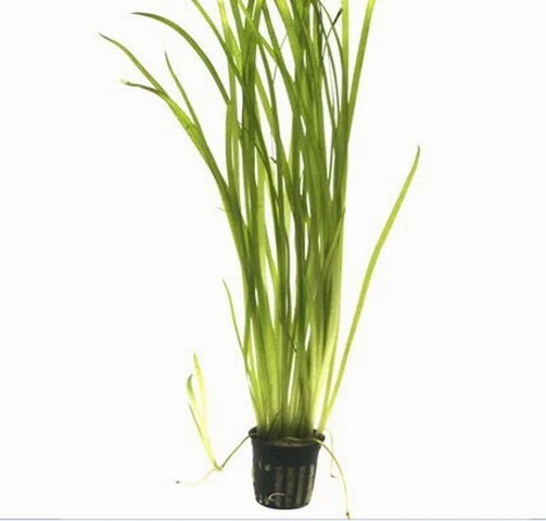 Marmorierte Wasserschraube / Vallisneria Spiralis 'Tiger' Im Topf – Bild 2