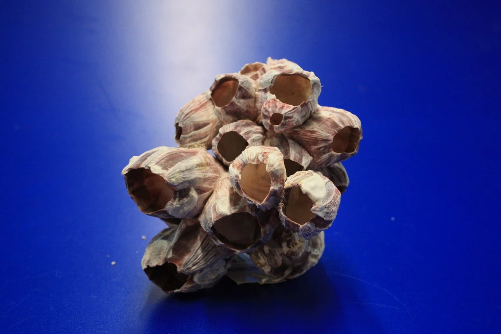 Muschel Barnacle - Seepocke - Jede Muschel Ist Ein Unikat