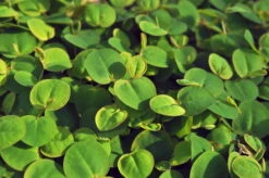 InVitro Schwimmende Wolfsmilch / Phyllanthus Fluitans