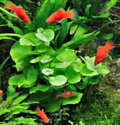 Brasilianischer Wassernabel / Hydrocotyle Leucocephala Im Topf