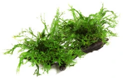 XL Wurzel Mit Javafarn Windelov /Microsorum Pteropus