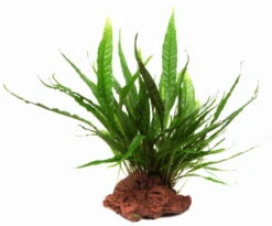 Kleiner Lavastein Mit Javafarn / Microsorum Pteropus Auf Lavastein - Gr. S