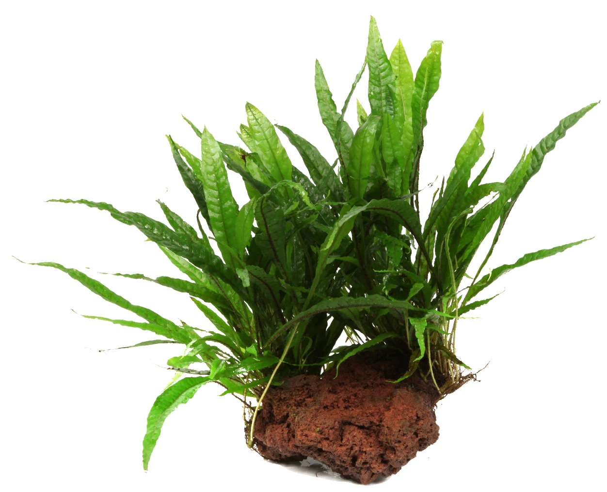 Großer Lavastein Mit Javafarn / Microsorum Pteropus Auf Lavastein - Gr. XL