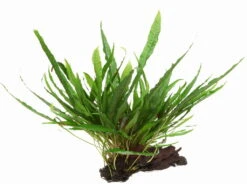 Wurzel Mit Javafarn / Microsorum Pteropus Auf Wurzel