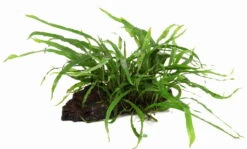 Wurzel Mit Schmalblättrigem Javafarn / Microsorum Pteropus Narrow Auf Wurzel