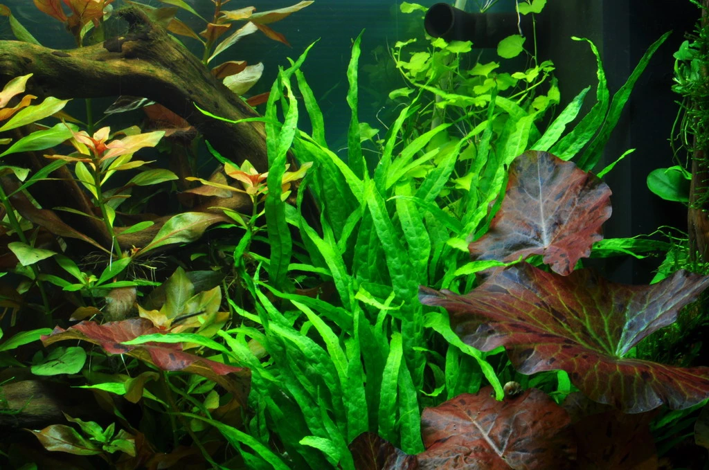 Wurzel+Saugnapf Mit Schmalblättrigem Javafarn / Microsorum Pt. Narrow Auf Wurzel+Sauger – Bild 2