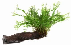 Wurzel+Saugnapf Mit Javafarn Windelov /Microsorum Pt. Windelov Auf Wurzel+Sauger