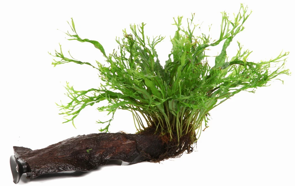 Wurzel+Saugnapf Mit Javafarn Windelov /Microsorum Pt. Windelov Auf Wurzel+Sauger