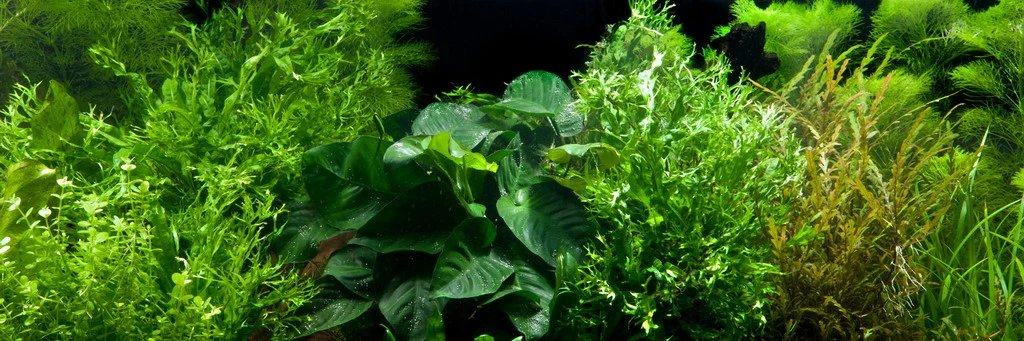 Wurzel+Saugnapf Mit Javafarn Windelov /Microsorum Pt. Windelov Auf Wurzel+Sauger – Bild 2