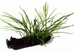 Wurzel+Saugnapf Mit Trident Javafarn / Microsorum Pt. Auf Wurzel+Sauger