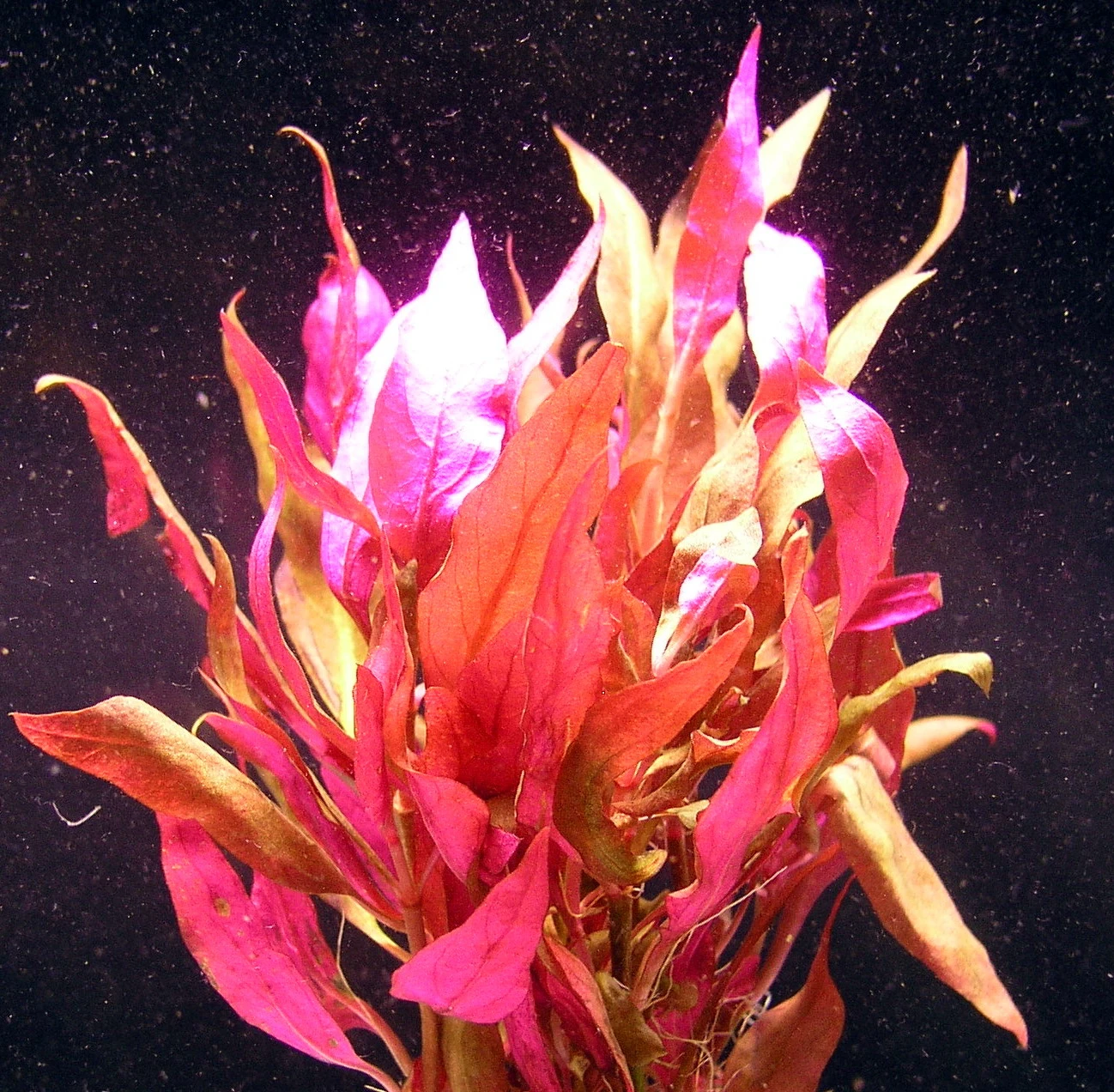 MUTTERPFLANZE Rosablättriges Papageienblatt / Alternanthera Reineckii PINK - Roseafolia – Bild 2