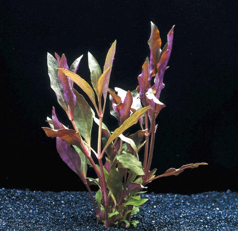 MUTTERPFLANZE Rosablättriges Papageienblatt / Alternanthera Reineckii PINK - Roseafolia – Bild 3