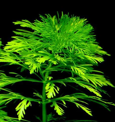 Kleine Ambulia - Blütenstielloser Sumpffreund / Limnophila Sessiliflora – Bild 2