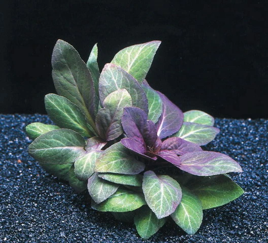 Kardinalslobelie / Lobelia Cardinalis