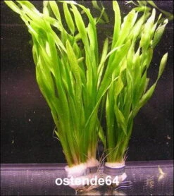 Große Wasserschraube / Vallisneria Americana - Asiatica Im Bund