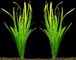 Riesenvallisneria / Vallisneria Gigantea Im Topf