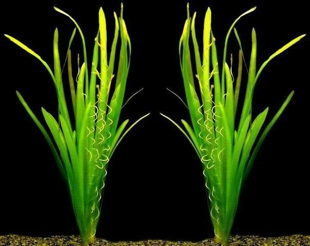 Riesenvallisneria / Vallisneria Gigantea Im Bund