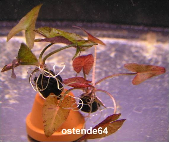 Grüner Tigerlotus Knolle+Trieb / Nymphaea Lotus Var. Viridis – Bild 2