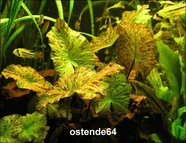Grüner Tigerlotus Knolle+Trieb / Nymphaea Lotus Var. Viridis – Bild 3