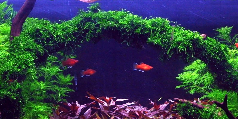 Trauermoos / Vesicularia Ferriei Weeping Moss In Einer 125ml Moos-Dose