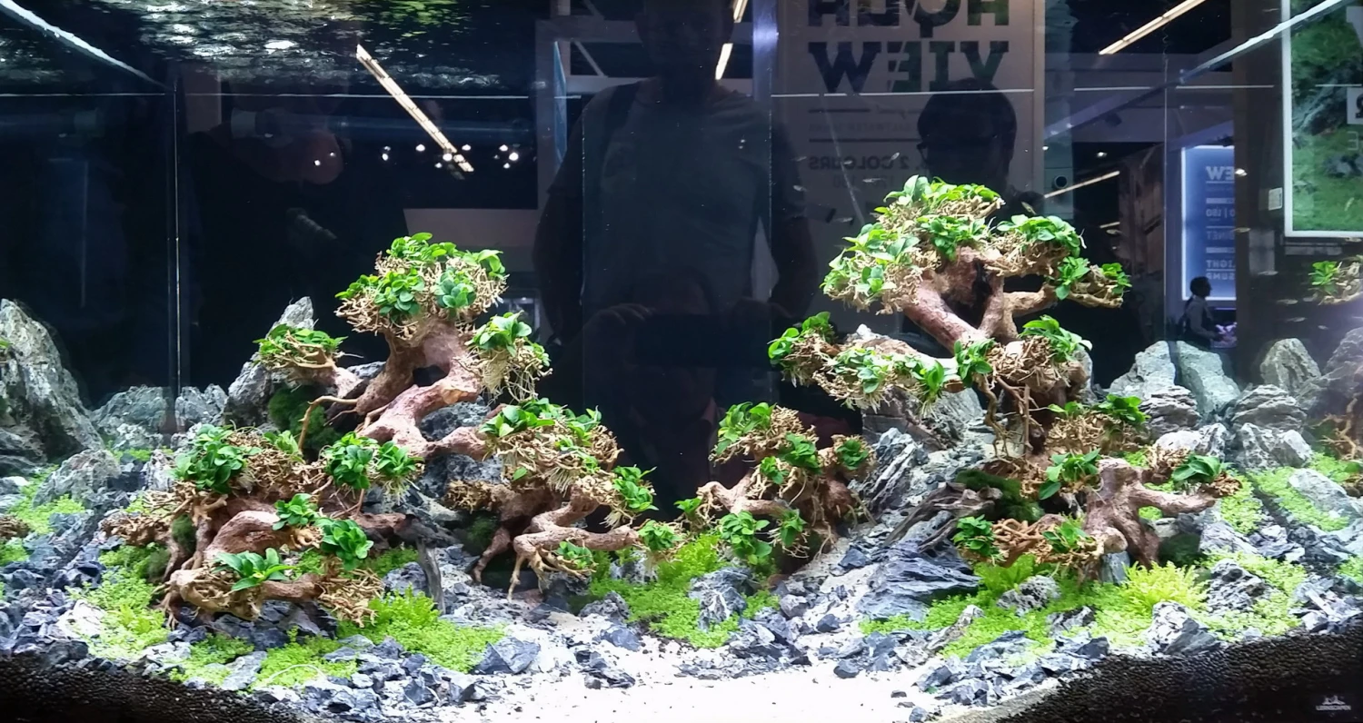 Aqua-Bonsai Wurzel Medium - Aquascaping Drachenbaum Traumwurzel Mittel – Bild 2