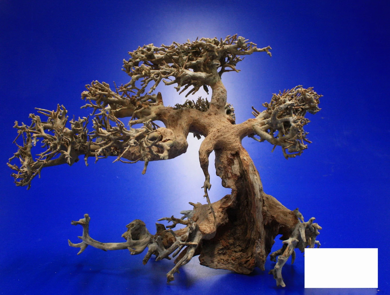 Aqua-Bonsai Wurzel Medium - Aquascaping Drachenbaum Traumwurzel Mittel – Bild 3