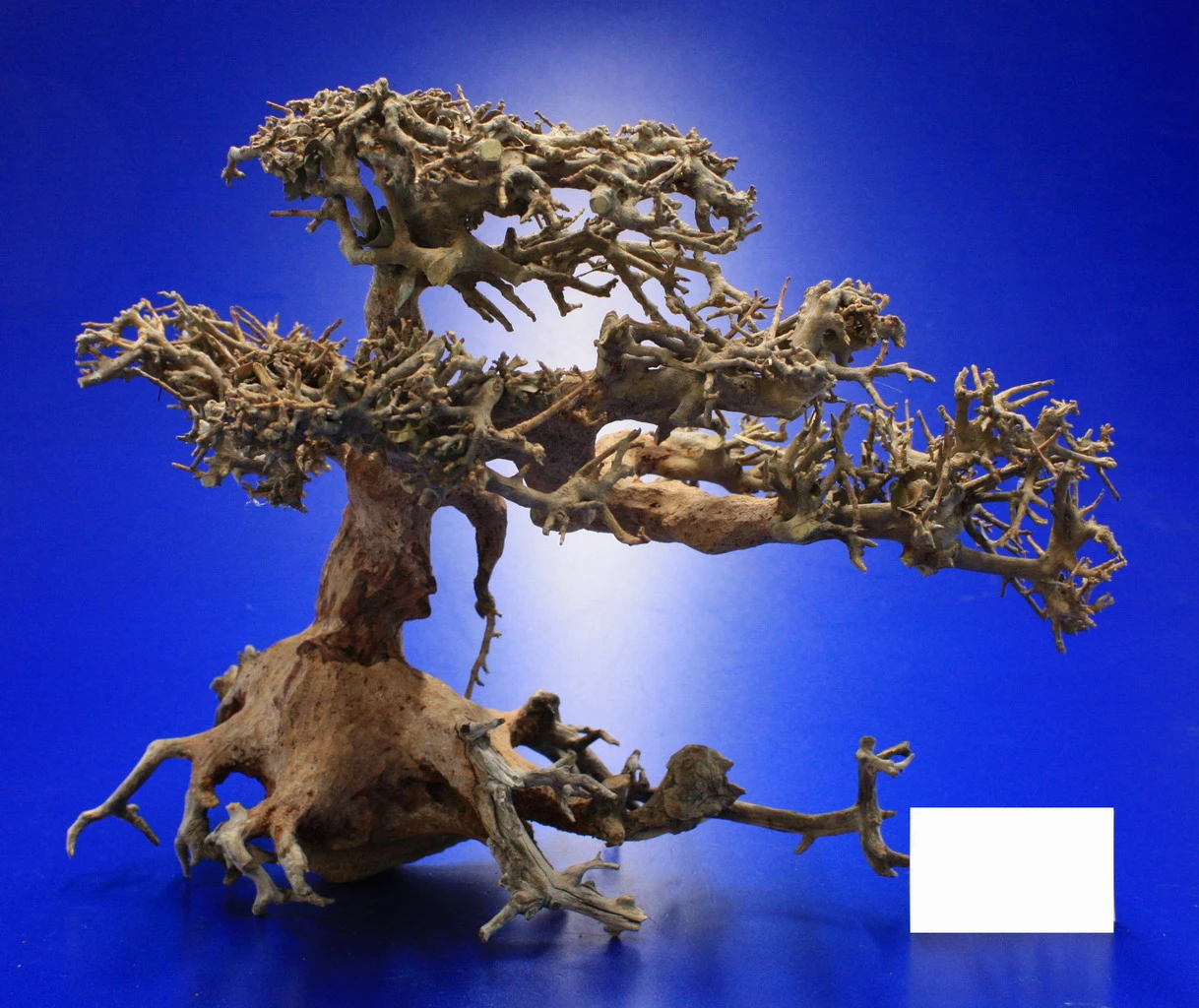 Aqua-Bonsai Wurzel Medium - Aquascaping Drachenbaum Traumwurzel Mittel – Bild 4