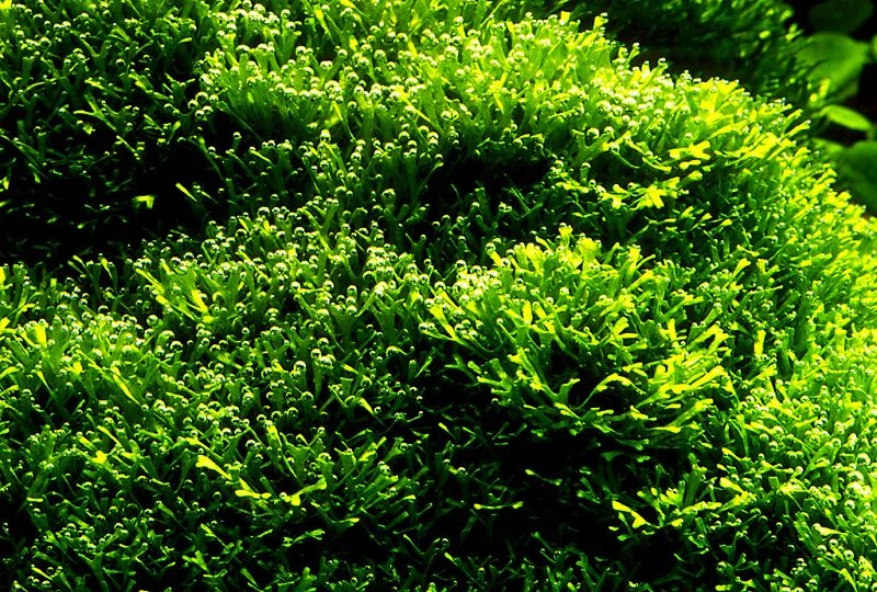 In-Vitro Kleines Teichlebermoos / Riccia Fluitans, Moos