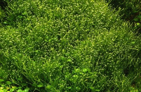 In-Vitro Kleines Teichlebermoos / Riccia Fluitans, Moos – Bild 3