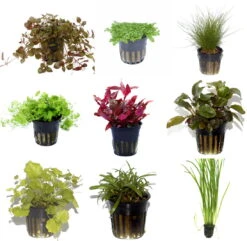 10 Töpfe Und 10 Bunde, Wasserpflanzen-Set Für Ein 200 Liter Aquarium