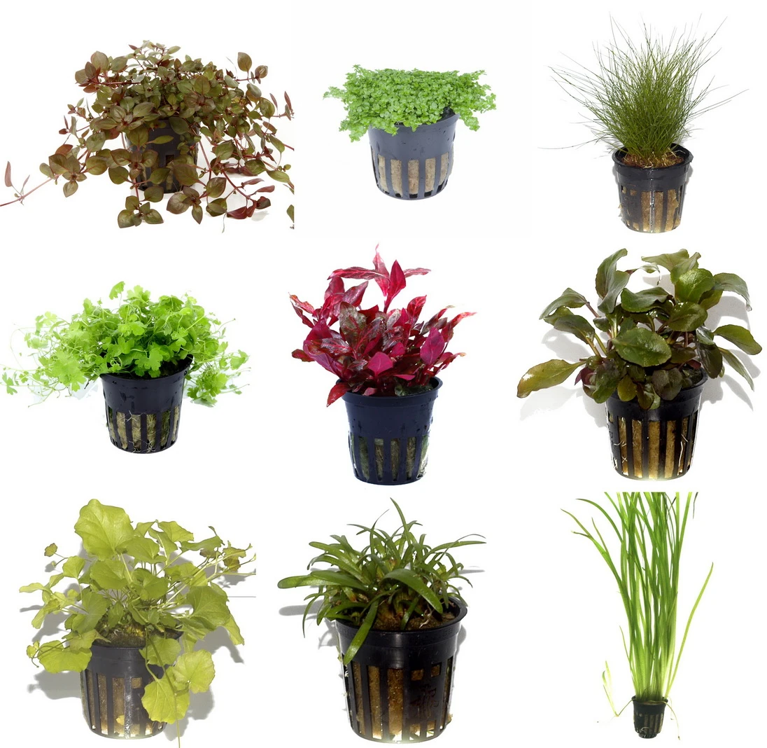 10 Töpfe Und 10 Bunde, Wasserpflanzen-Set Für Ein 200 Liter Aquarium
