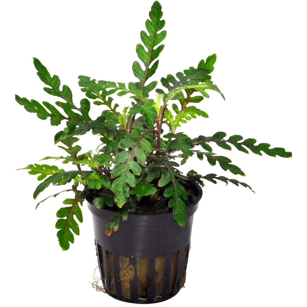 Bizarres Wasserpflanzen Sortiment - 4 Töpfe, Set Incl. Roten Pflanzen – Bild 9