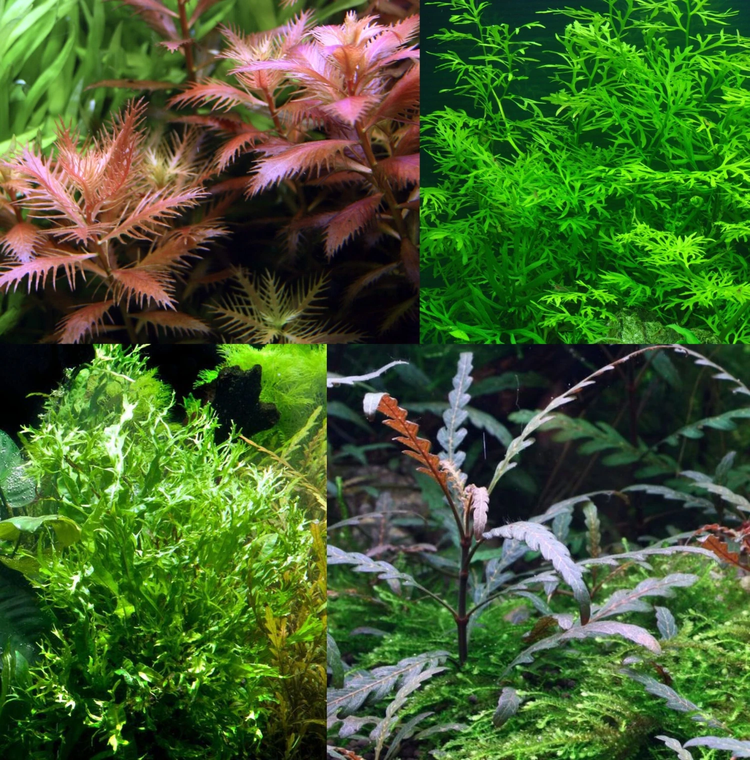 Bizarres Wasserpflanzen Sortiment - 4 Töpfe, Set Incl. Roten Pflanzen