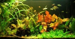 Unterwasser-Landschaft Lotuswelt Für Ein 400 Liter Aquarium