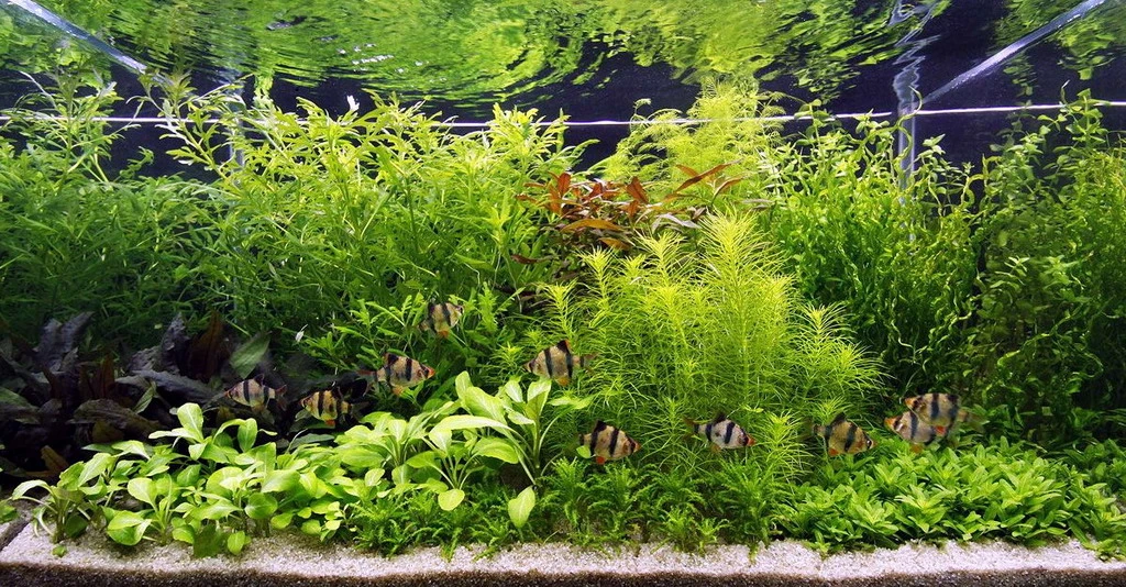 Unterwasser-Landschaft Holland-Aquarium Für Ein 60 Liter Aquarium