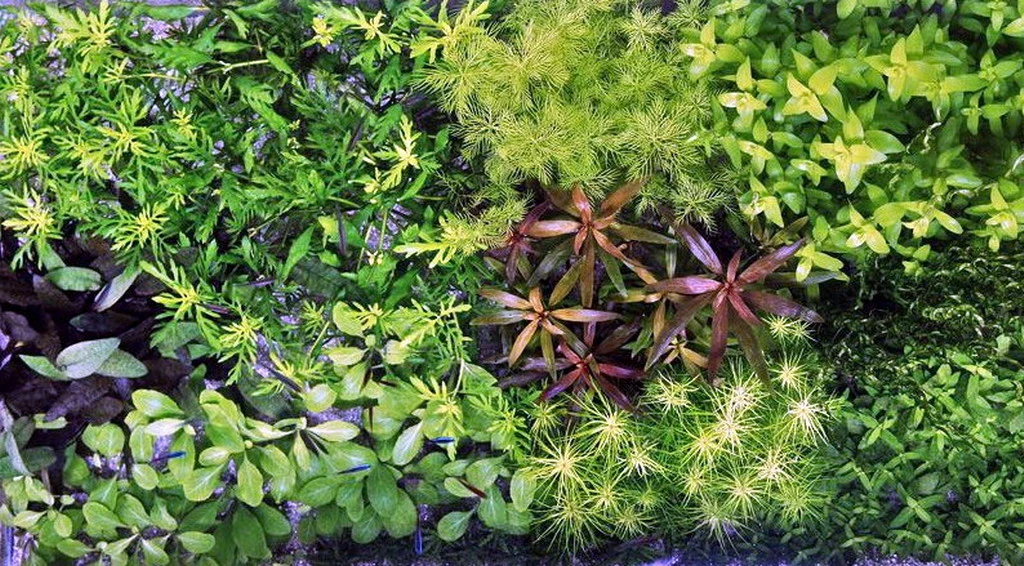 Unterwasser-Landschaft Holland-Aquarium Für Ein 100 Liter Aquarium – Bild 3