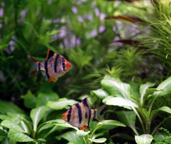 Unterwasser-Landschaft Holland-Aquarium Für Ein 60 Liter Aquarium – Bild 5